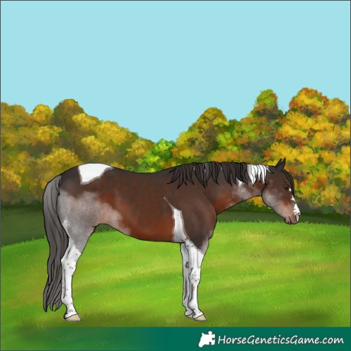Horse Color:Liver Chestnut Tobiano