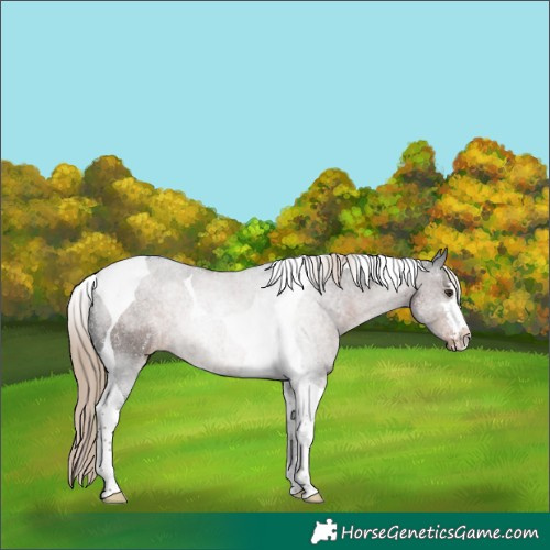 Horse Color:Liver Chestnut Tobiano