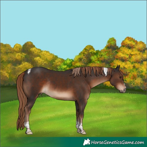 Horse Color:Liver Chestnut Tobiano Rabicano 