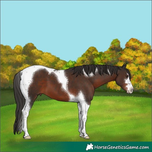 Horse Color:Liver Chestnut Tobiano 