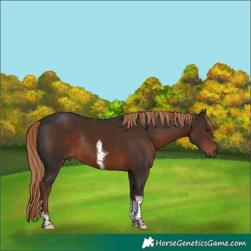 Horse Color:Liver Chestnut Tobiano Rabicano 