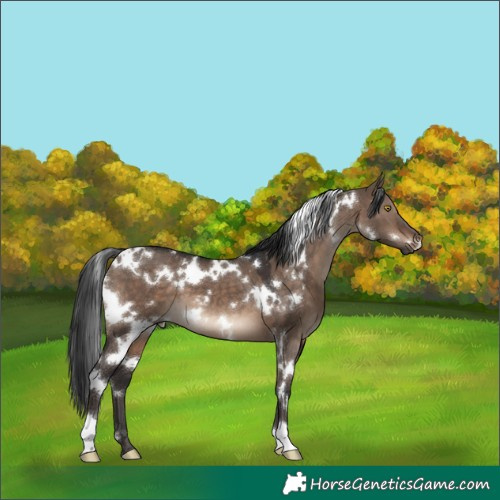 Horse Color:White Spotted Brown Dun