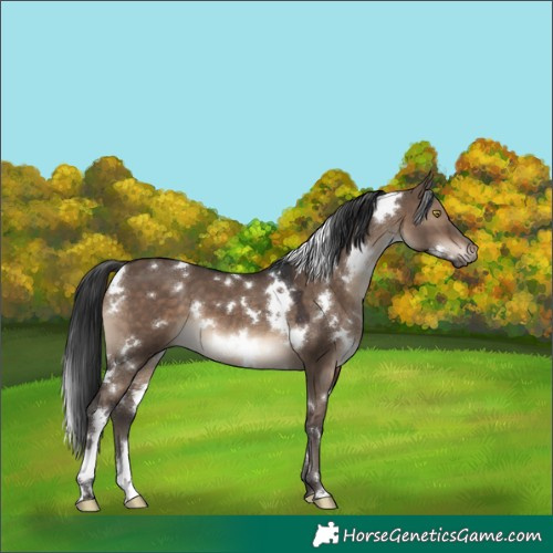 Horse Color:White Spotted Brown Dun 