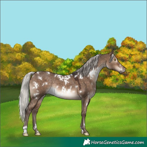 Horse Color:White Spotted Silver Brown Dun Rabicano