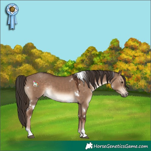 Horse Color:White Spotted Liver Red Dun Tobiano Rabicano