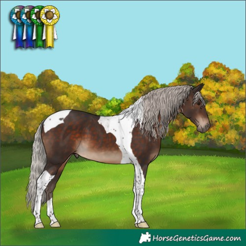 Horse Color:Silver Brown Tobiano