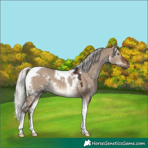 Horse Color:White Spotted Silver Brown Dun Tobiano