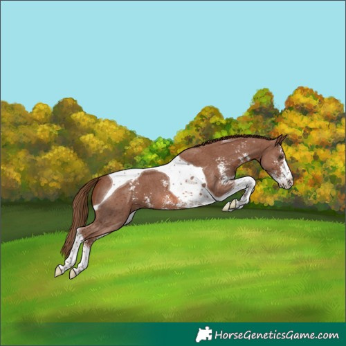 Horse Color:Chestnut Sabino Tobiano