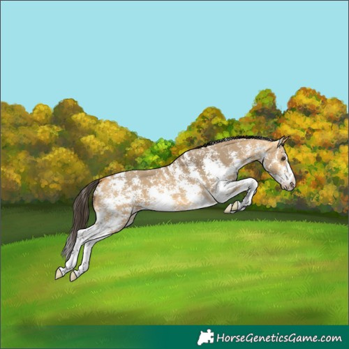 Horse Color:Buckskin Dun Sabino