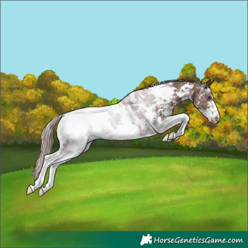 Horse Color:White Spotted Chocolate Palomino Sabino Appaloosa 