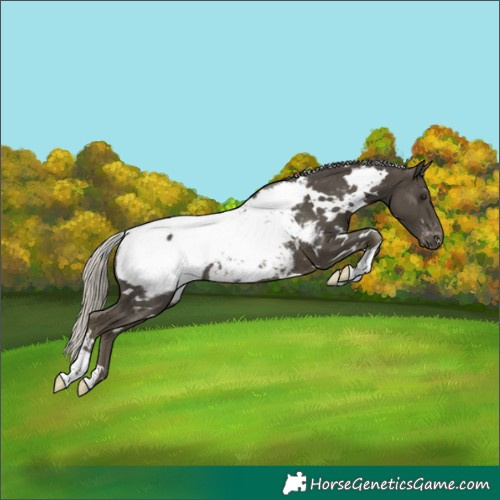 Horse Color:White Spotted Silver Smoky Black Appaloosa Rabicano