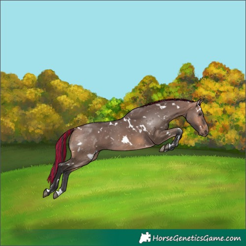 Horse Color:Painted White Spotted Buckskin Dun