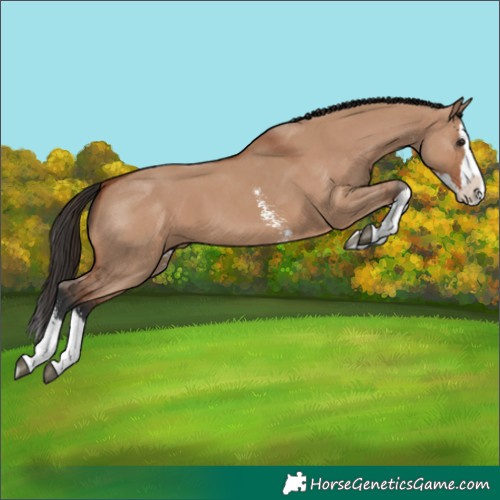 Horse Color:Bay Dun Sabino Splash 