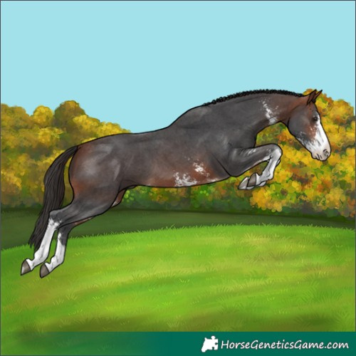 Horse Color:Bay Sabino