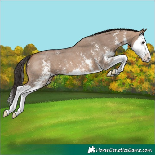 Horse Color:Bay Dun Sabino Splash