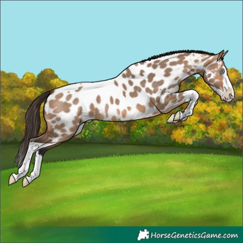 Horse Color:Bay Dun Splash Tobiano Appaloosa 
