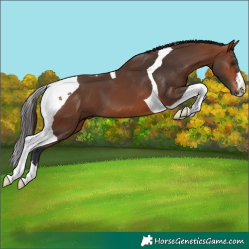 Horse Color:Bay Tobiano