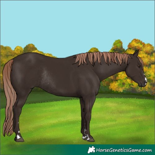 Horse Color:Liver Chestnut Rabicano