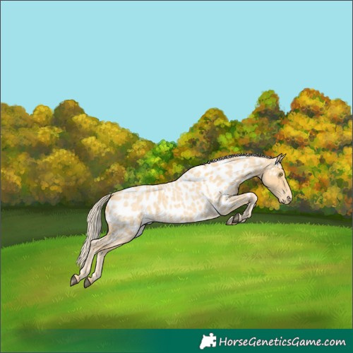 Horse Color:Palomino Roan Appaloosa