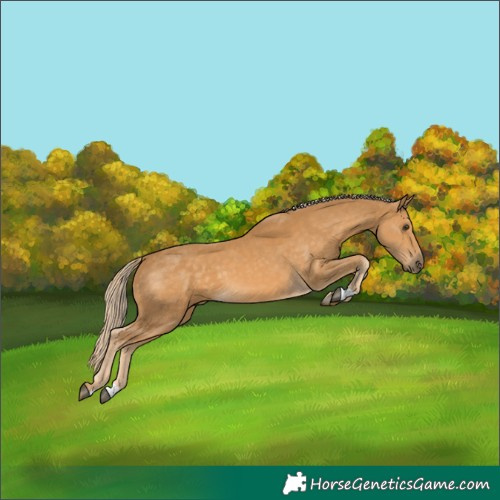 Horse Color:Palomino 