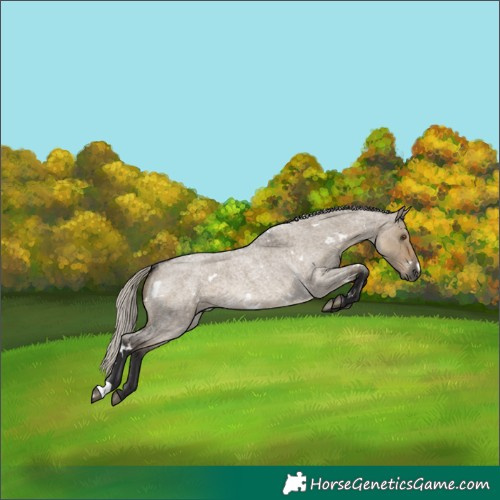 Horse Color:White Spotted Silver Smoky Grullo Roan Rabicano 