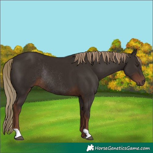 Horse Color:Liver Chestnut Rabicano