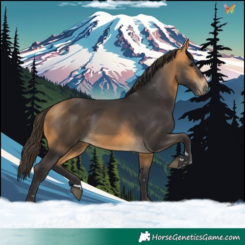 Horse Color:Buckskin 