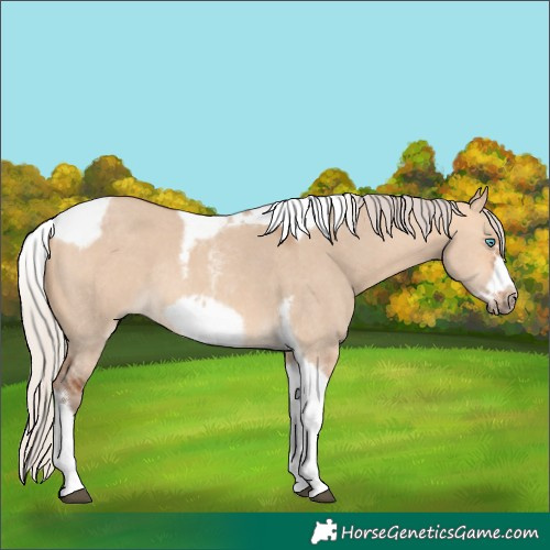 Horse Color:Silver Bay Dun Sabino Tobiano Frame Rabicano