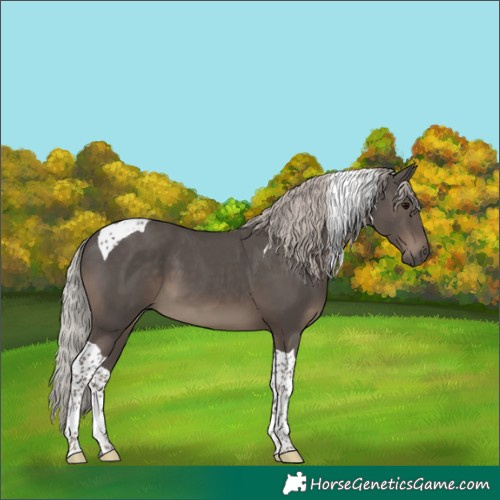 Horse Color:Silver Black Tobiano