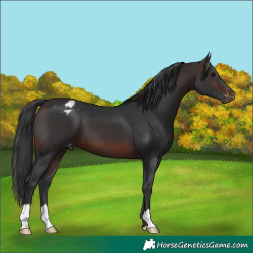 Horse Color:Brown Varnish