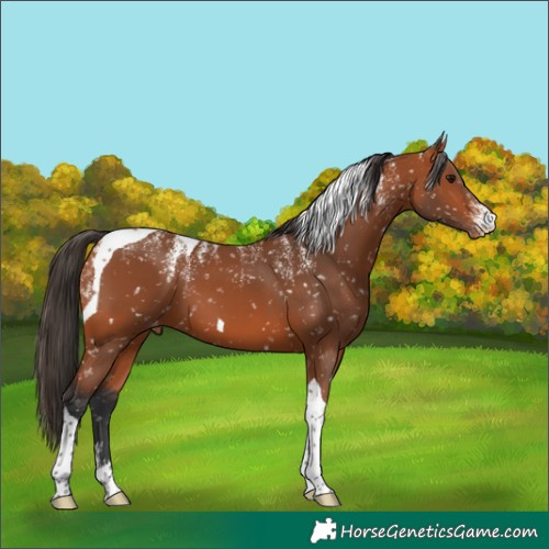 Horse Color:Powder White Bay Tobiano Appaloosa