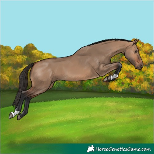 Horse Color:Bay Dun 