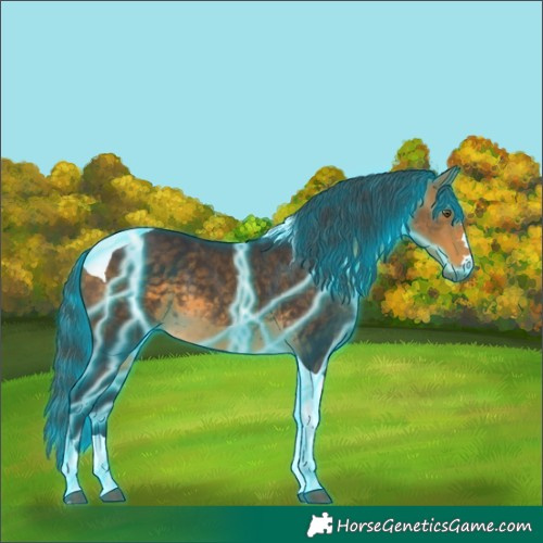 Horse Color:Thunderstruck Buckskin Tobiano