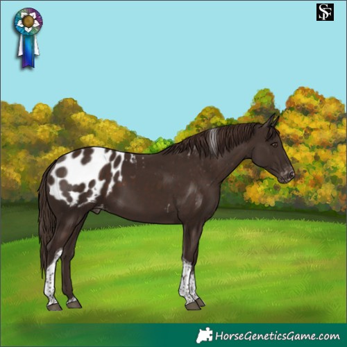 Horse Color:Liver Chestnut Tobiano Blanket 