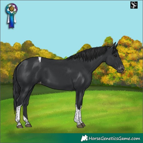 Horse Color:Black Tobiano Appaloosa