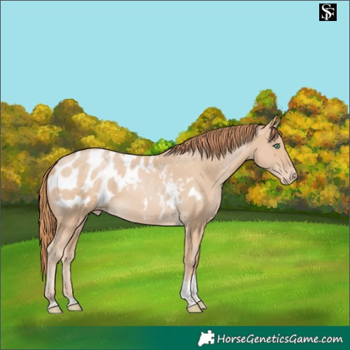 Horse Color:Smoky Black Pearl Tobiano Blanket