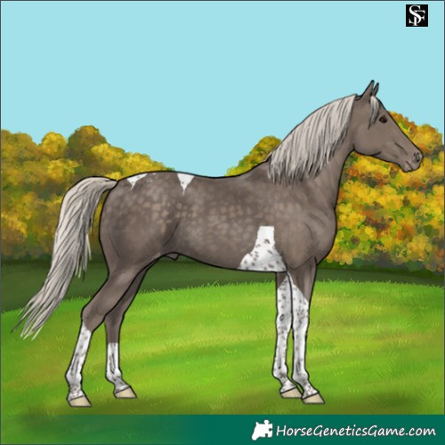 Horse Color:Silver Smoky Black Tobiano Varnish