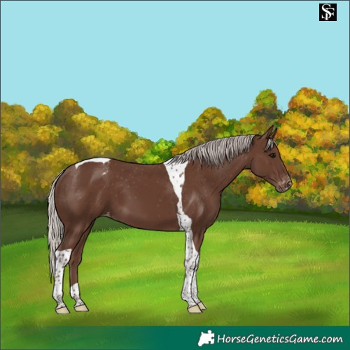 Horse Color:Silver Black Tobiano Appaloosa 