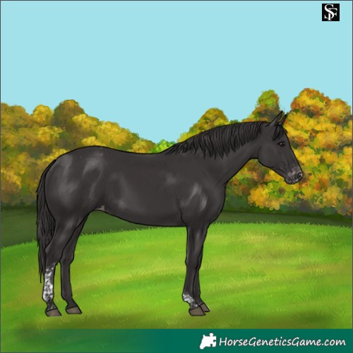 Horse Color:Smoky Black Tobiano Appaloosa