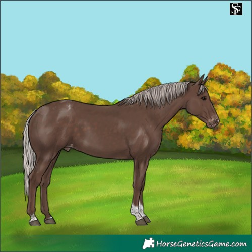 Horse Color:Silver Black Tobiano Varnish