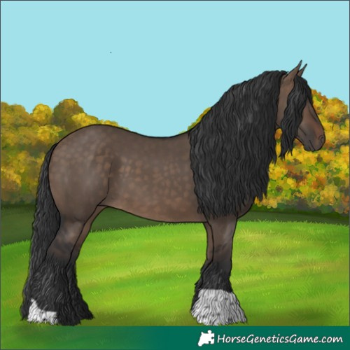 Horse Color:Brown Dun 