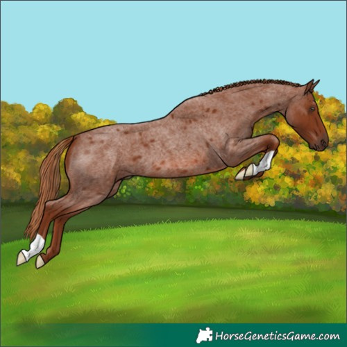 Horse Color:Red Roan 