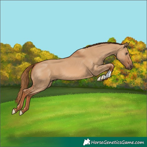 Horse Color:Red Dun 