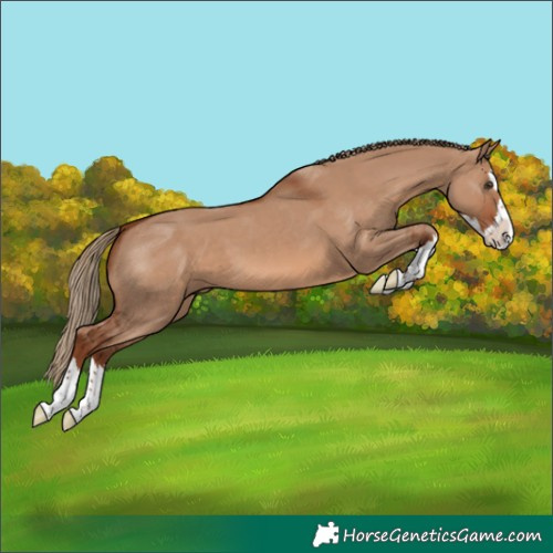 Horse Color:Red Dun Splash