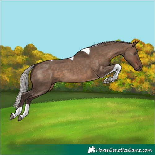 Horse Color:Silver Brown Dun Tobiano 