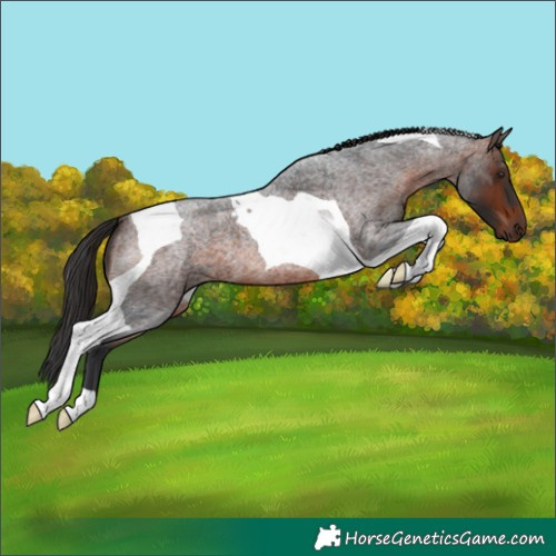 Horse Color:Brown Roan Tobiano 