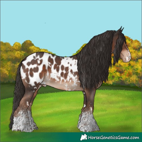 Horse Color:White Spotted Liver Chestnut Sabino Appaloosa