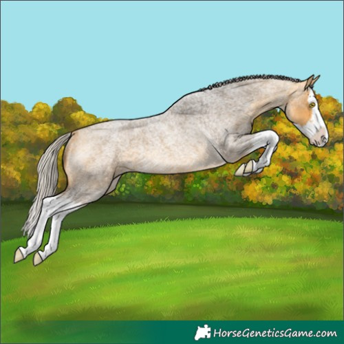 Horse Color:Silver Buckskin Roan Splash Rabicano 