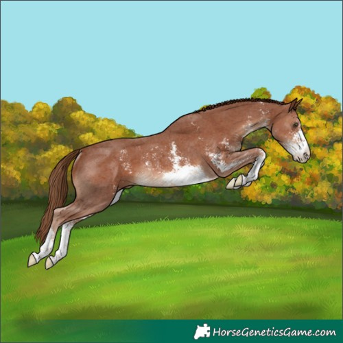 Horse Color:Chestnut Sabino Rabicano 