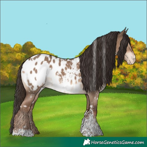 Horse Color:White Spotted Liver Red Dun Sabino Appaloosa